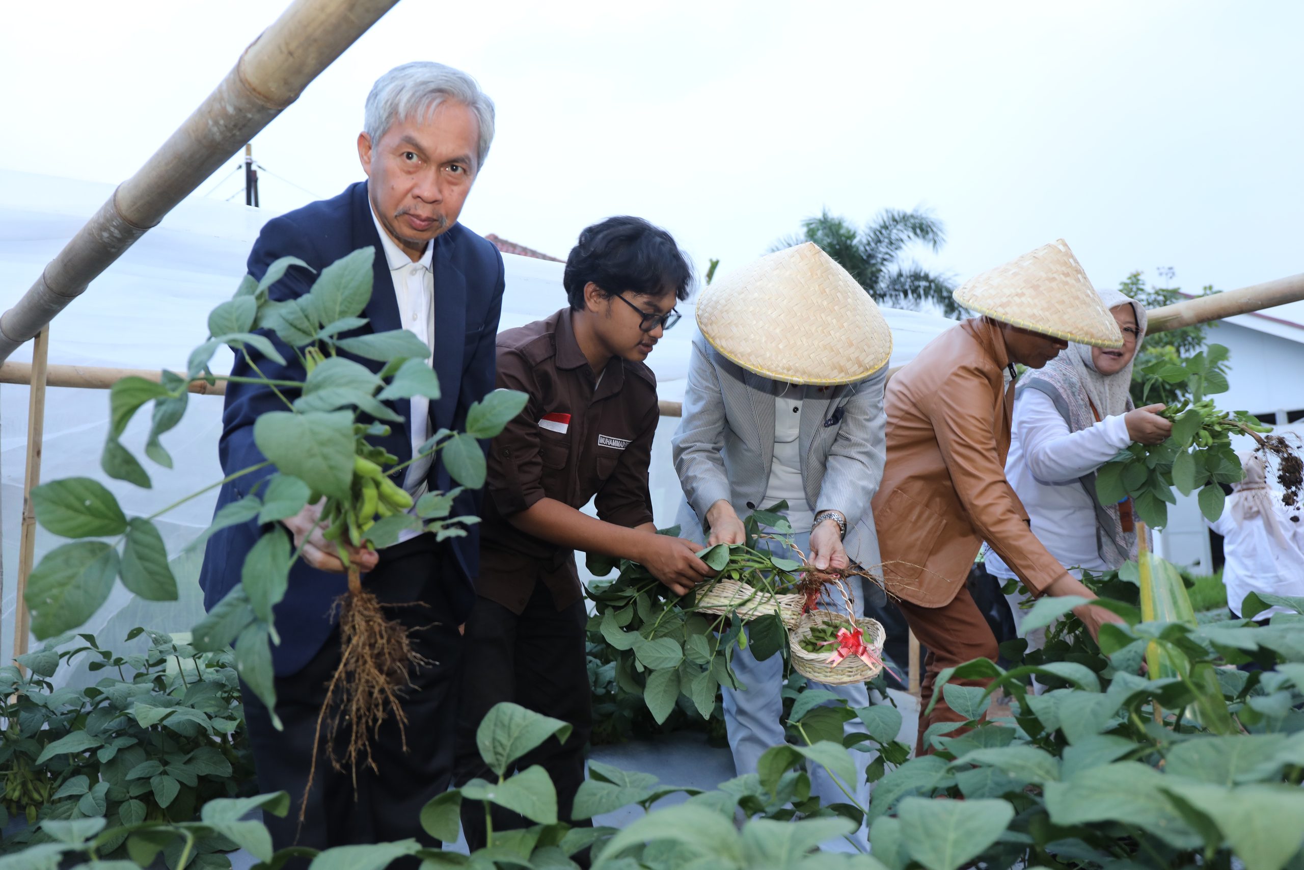 UPI dan Earth Japan Farm Panen Perdana Edamame, Perkuat Kolaborasi Riset Pertanian Indonesia-Jepang